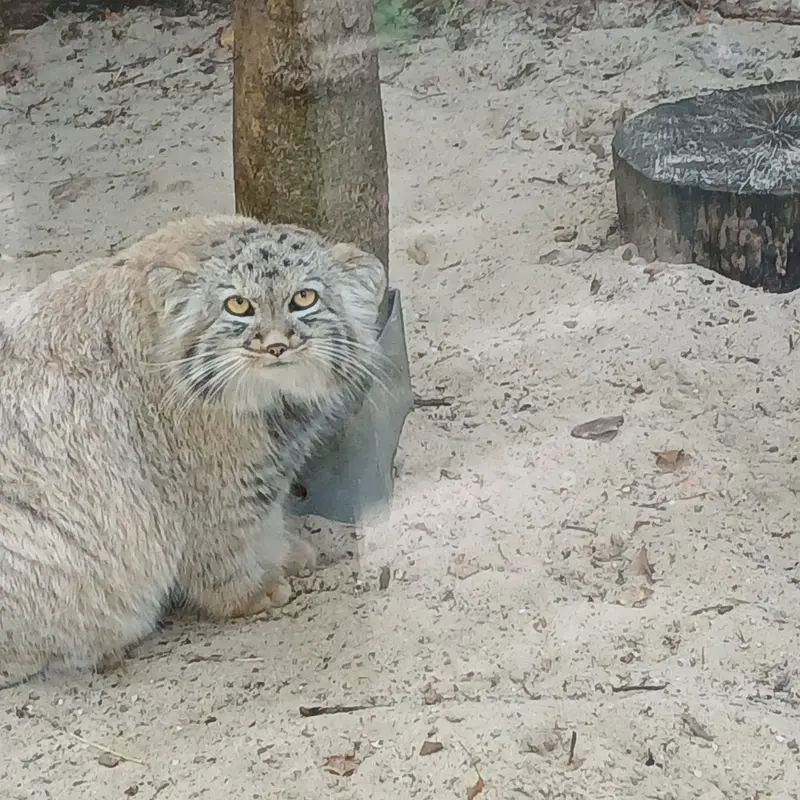 コシツェ動物園のアラニの子（2026年生まれ）Ⅰの写真