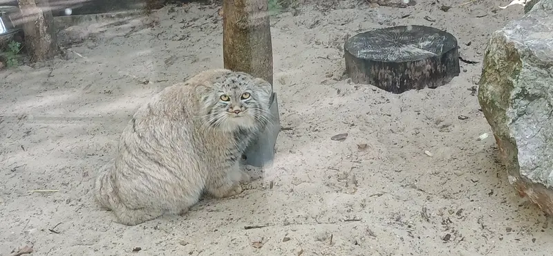コシツェ動物園のアラニの子（2026年生まれ）Ⅰの写真