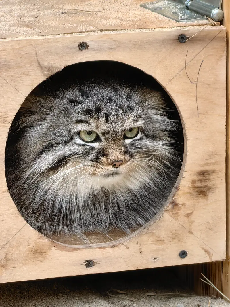 ノヴォシビルスク動物園のガビの写真