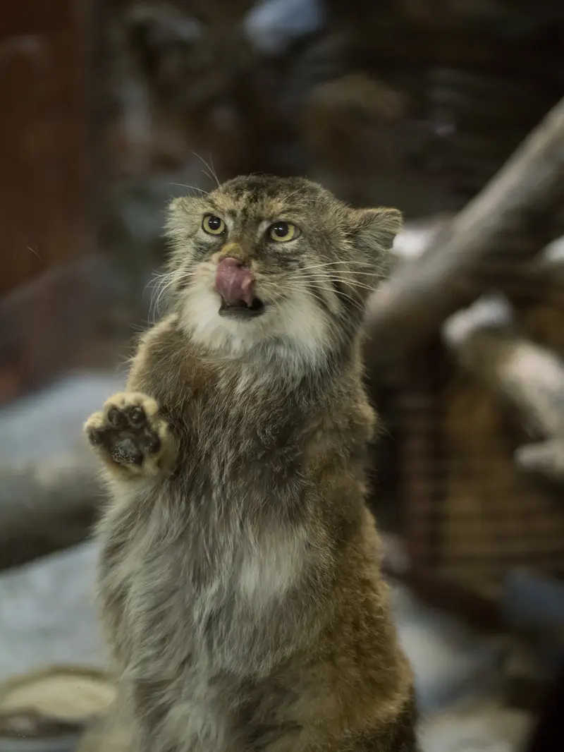 恩賜上野動物園のプリームラの写真