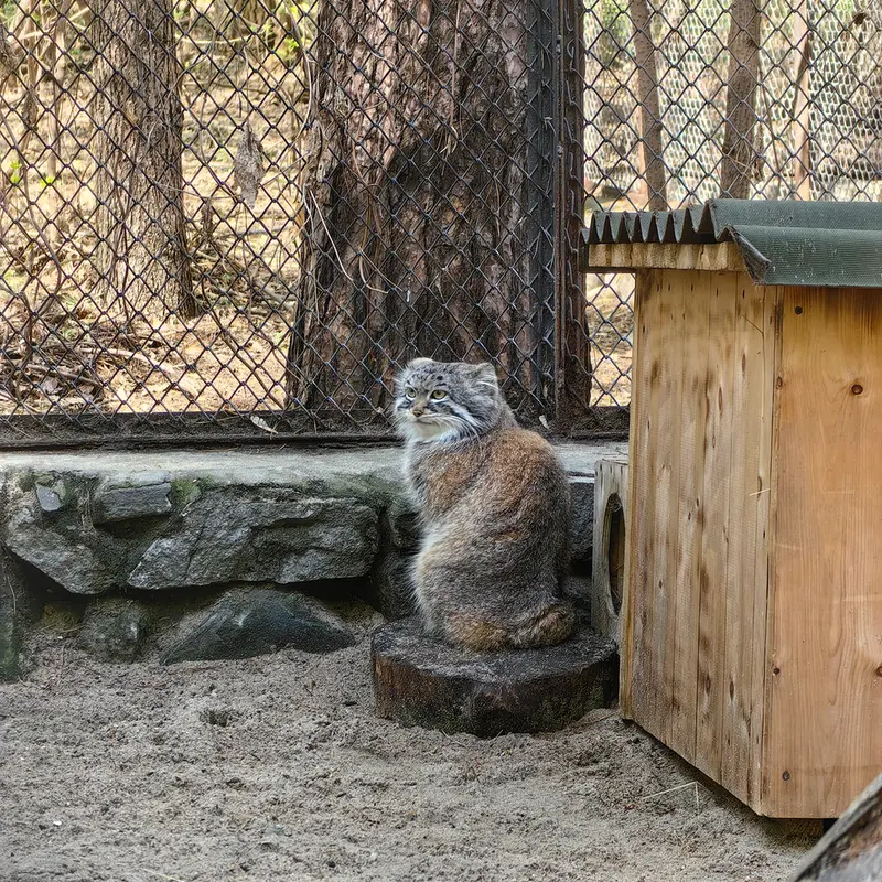 ノヴォシビルスク動物園のルフの写真