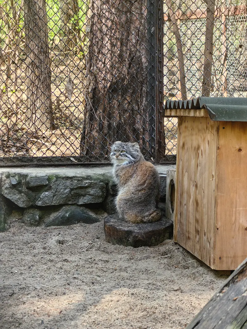 ノヴォシビルスク動物園のルフの写真