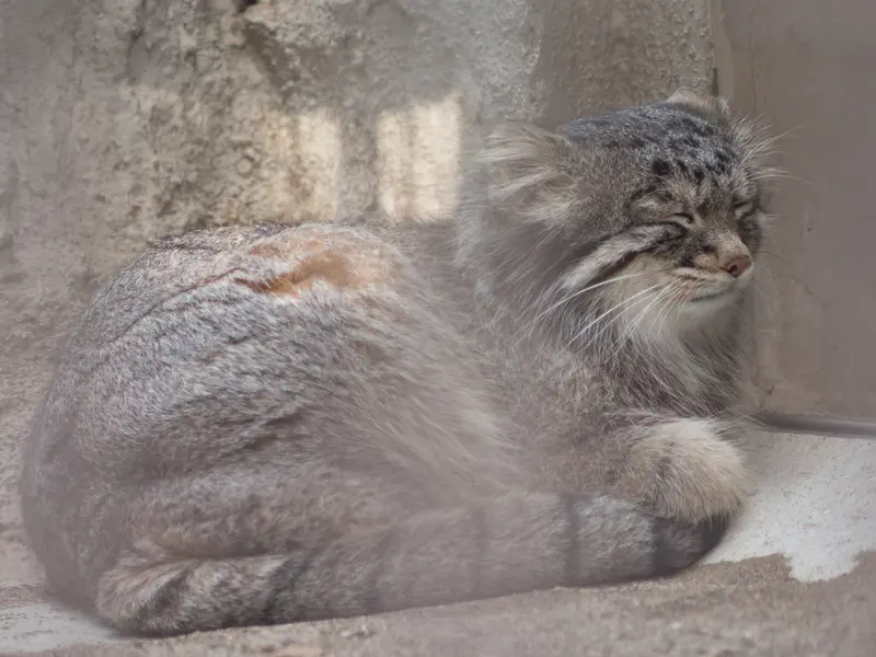 野毛山動物園のフィーガの写真