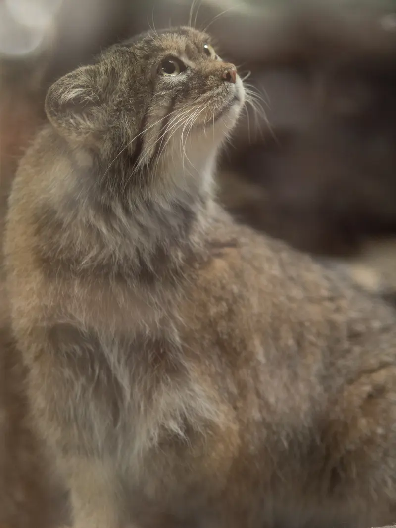 恩賜上野動物園のプリームラの写真