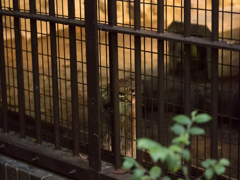 野毛山動物園のフィーガの写真