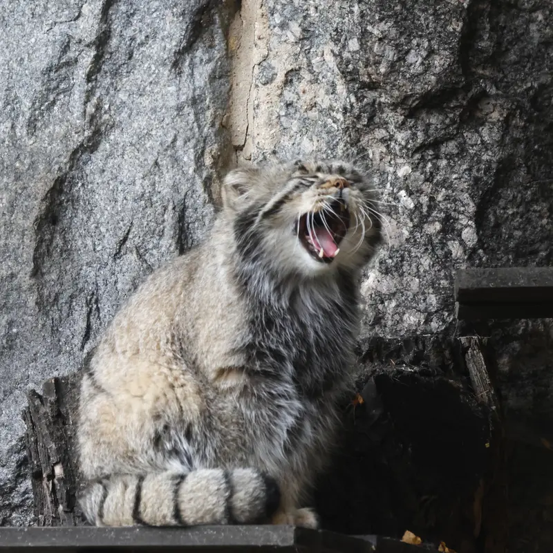 モスクワ動物園のティモフェイの写真