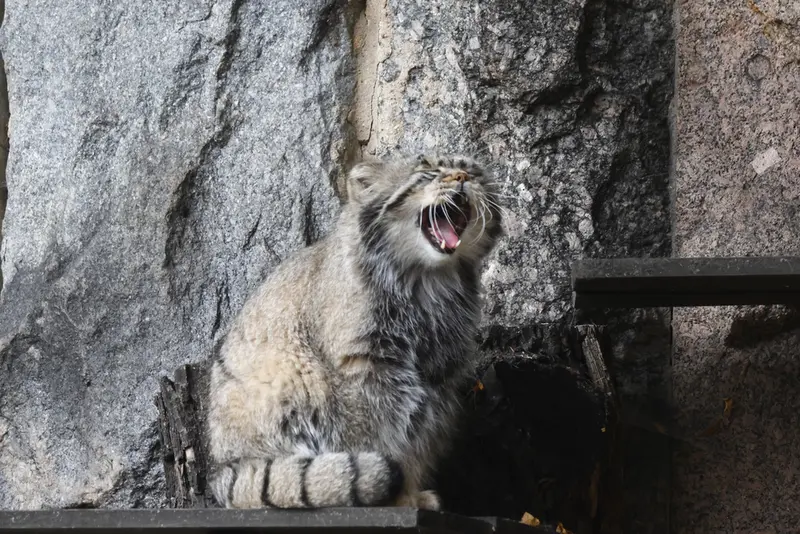 モスクワ動物園のティモフェイの写真