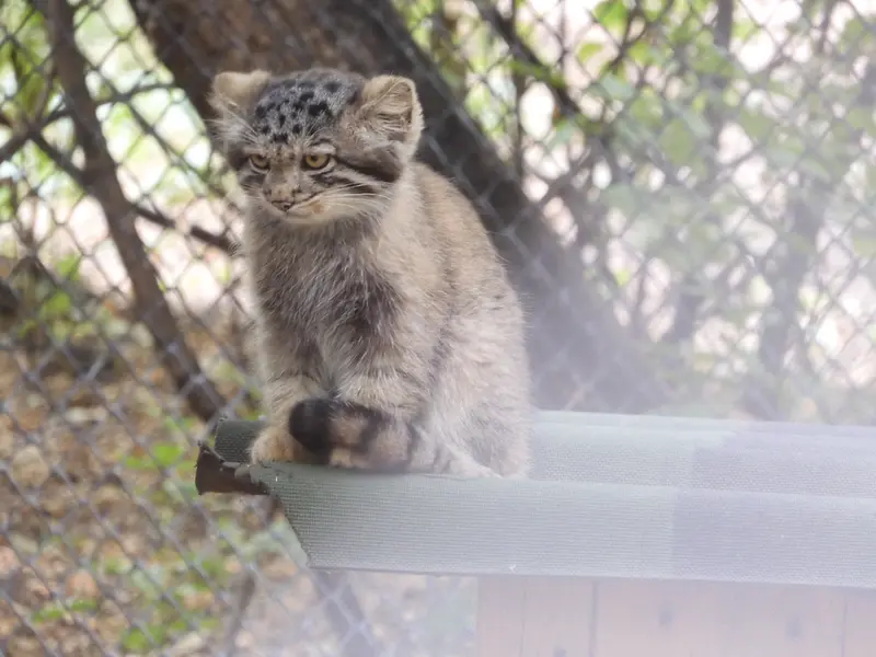ノヴォシビルスク動物園のマヌルネコの写真