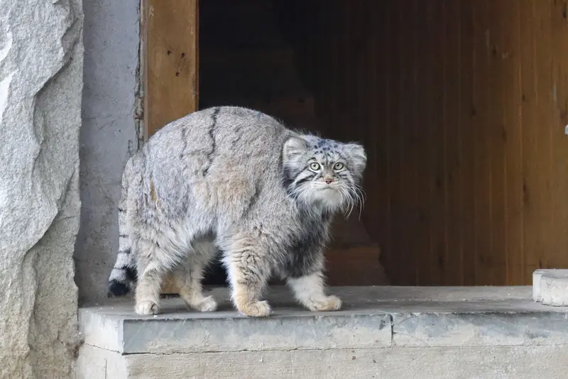 モスクワ動物園のティモフェイの写真