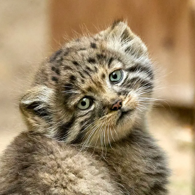 ノヴォシビルスク動物園のマヌルネコのロロの娘 b.2026 Ⅰ
