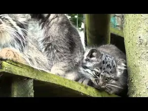 ビッグ・キャット・サンクチュアリのシヴァ、トゥーラとアドゥヴァの動画