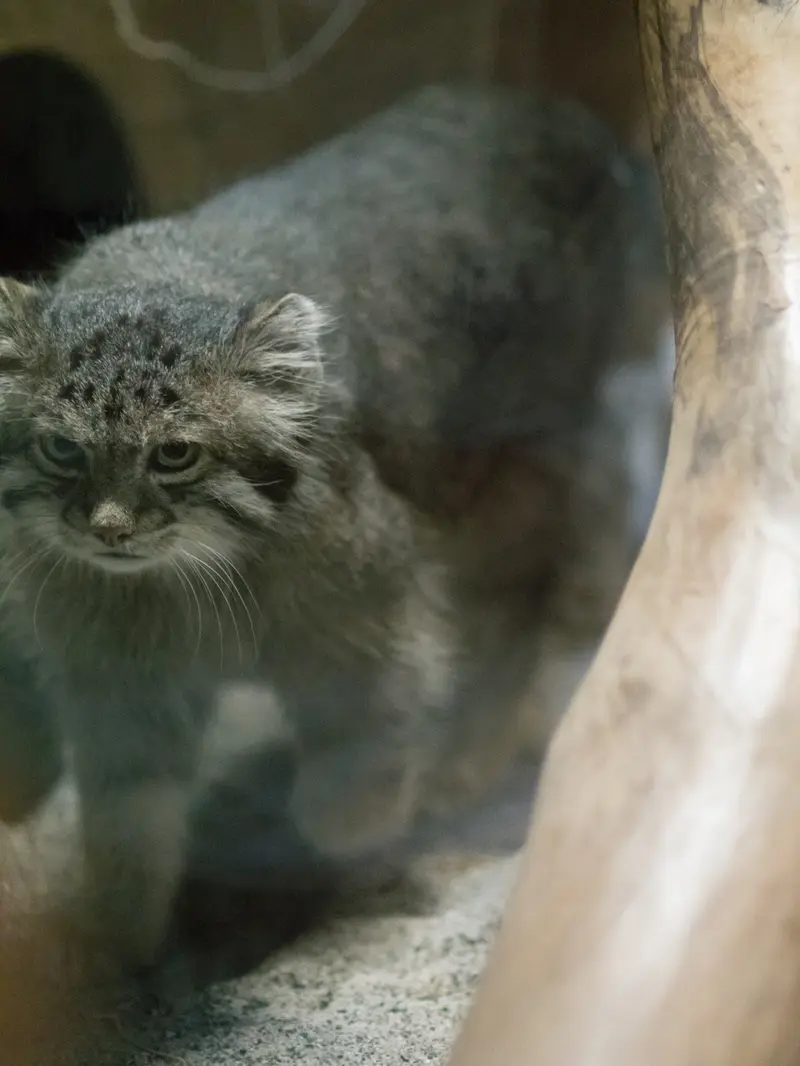 恩賜上野動物園のクリョンの写真