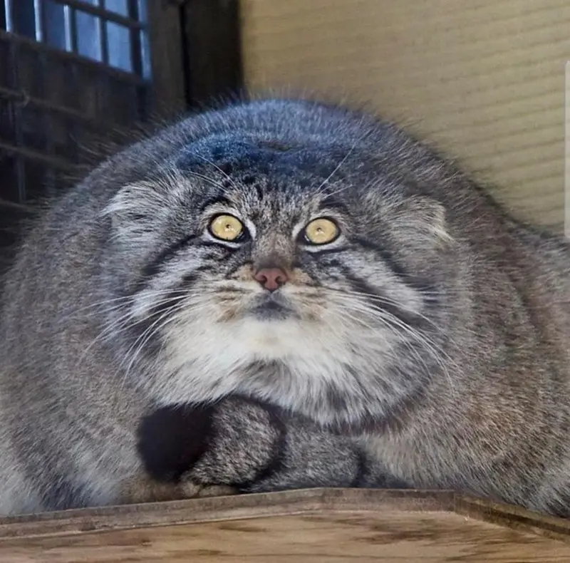 マヌルネコの写真