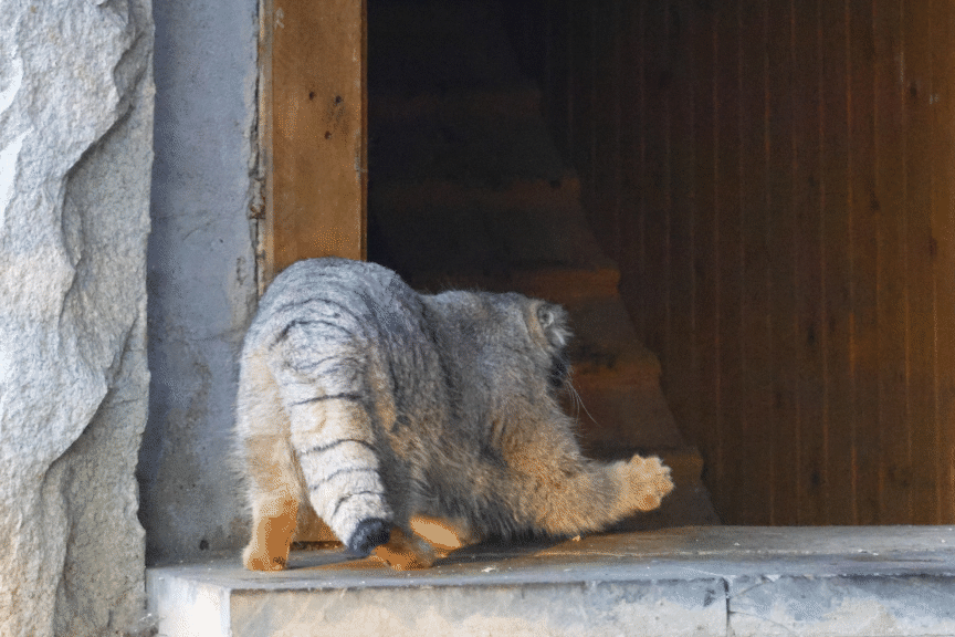 モスクワ動物園のティモフェイの写真