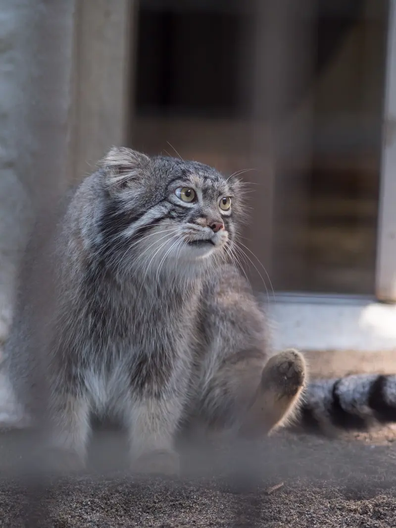 野毛山動物園のフィーガの写真