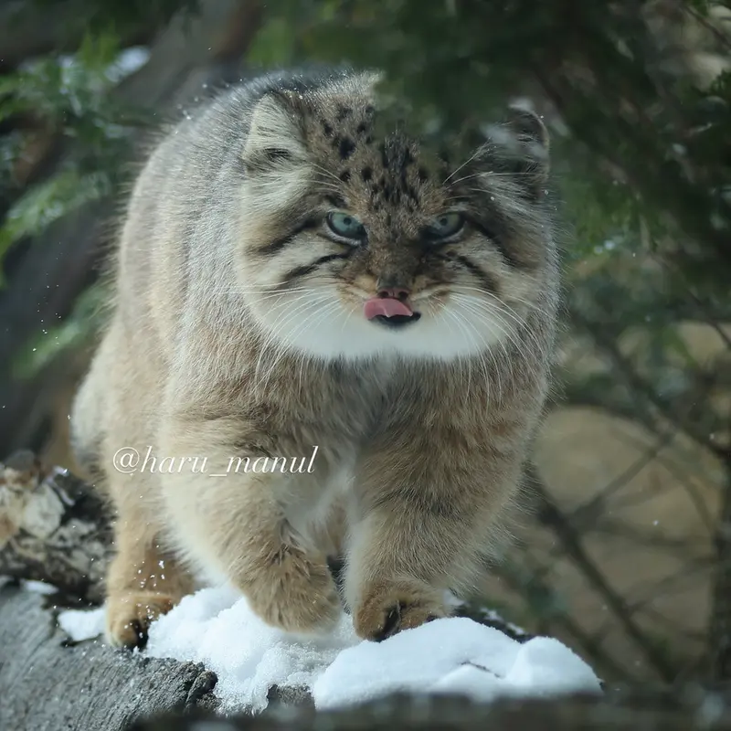 那須どうぶつ王国のボルの写真