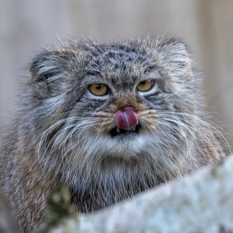 トレゴムール動物園のイウォークの写真