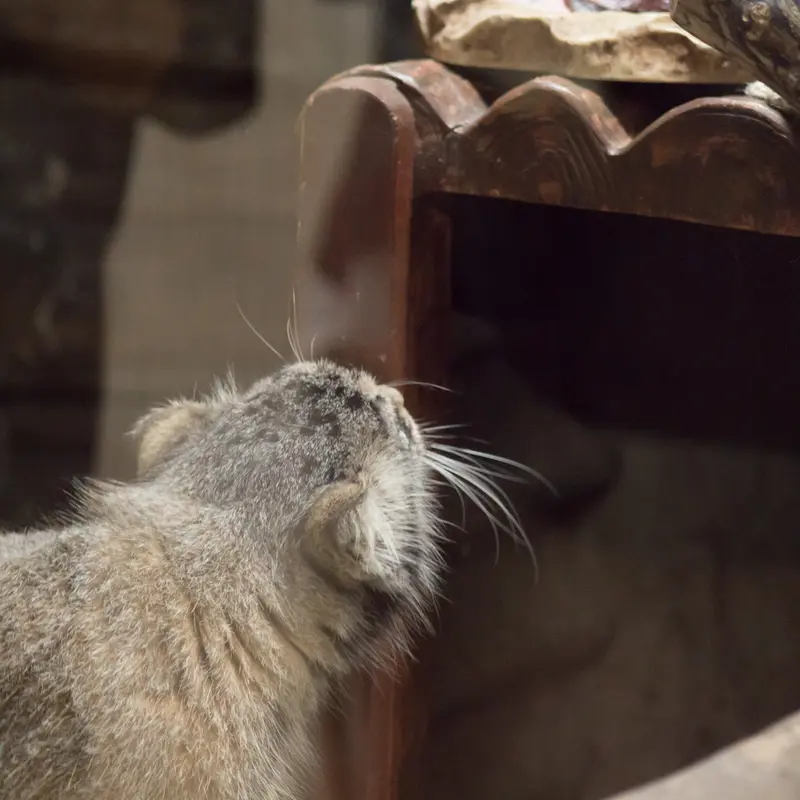 恩賜上野動物園のサフランの写真