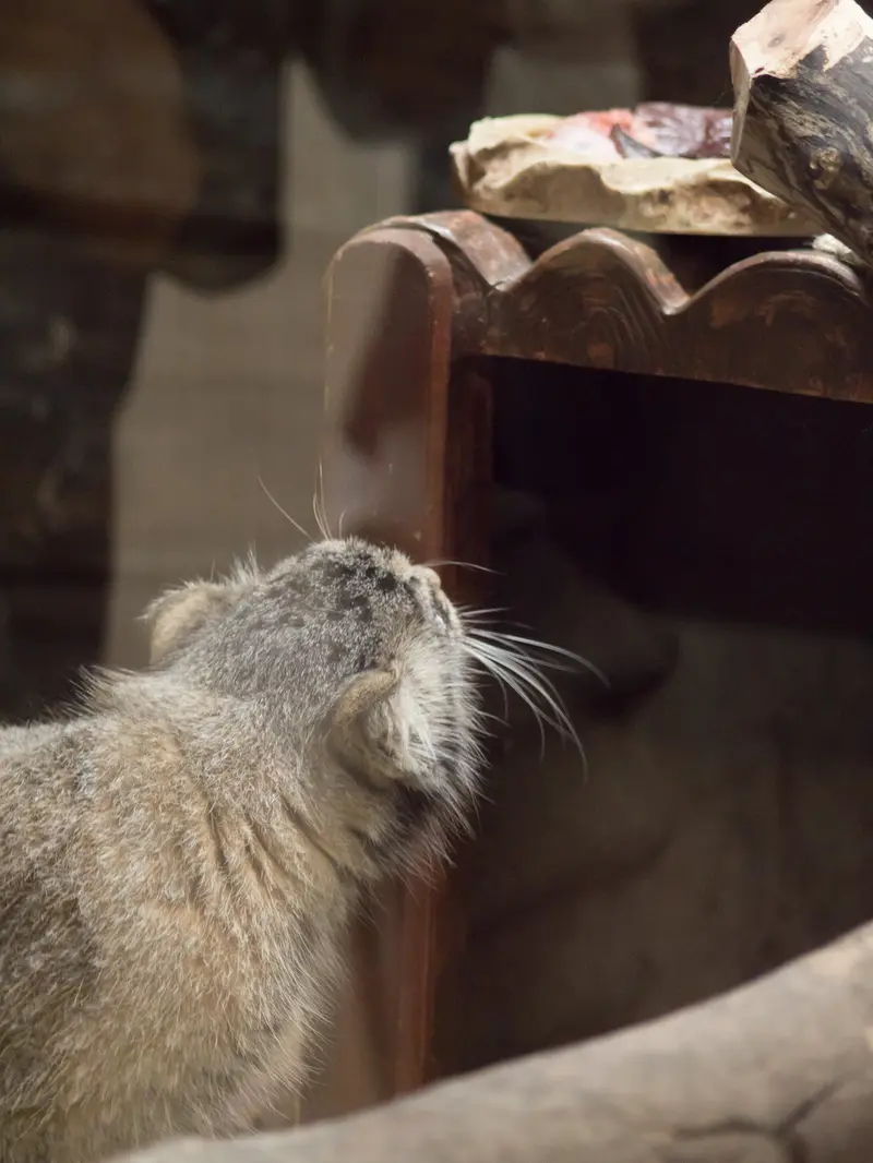 恩賜上野動物園のサフランの写真