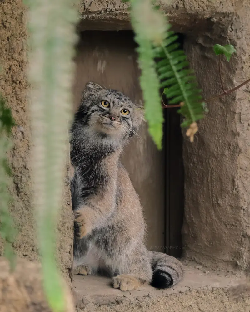 神戸どうぶつ王国のテルの写真