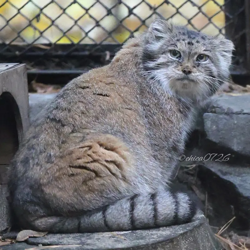 ノヴォシビルスク動物園のラストチカの写真