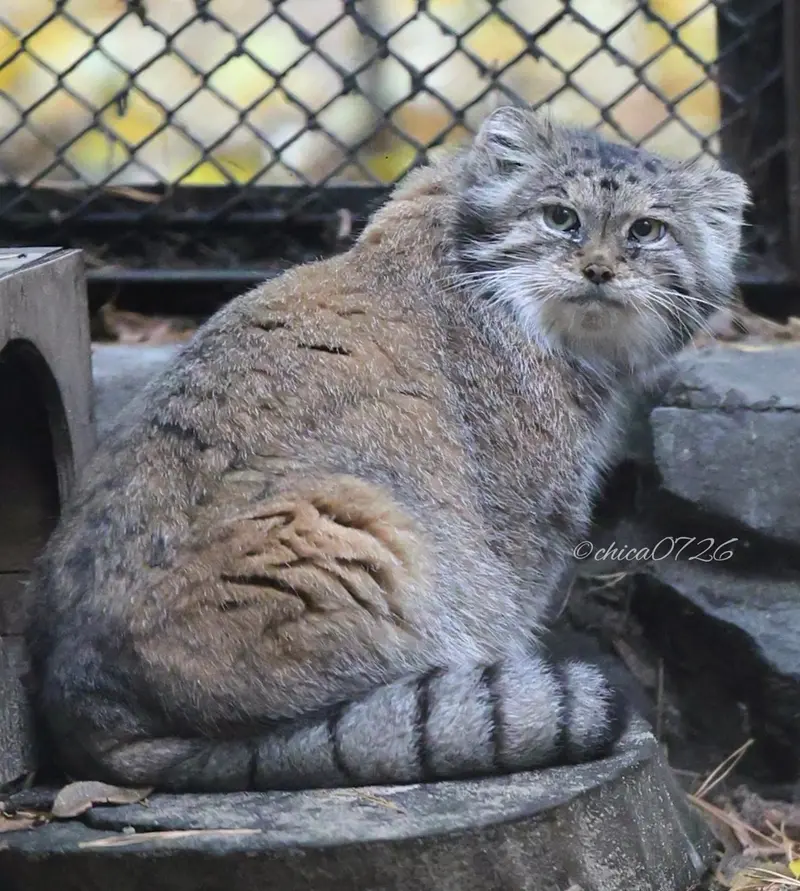 ノヴォシビルスク動物園のラストチカの写真