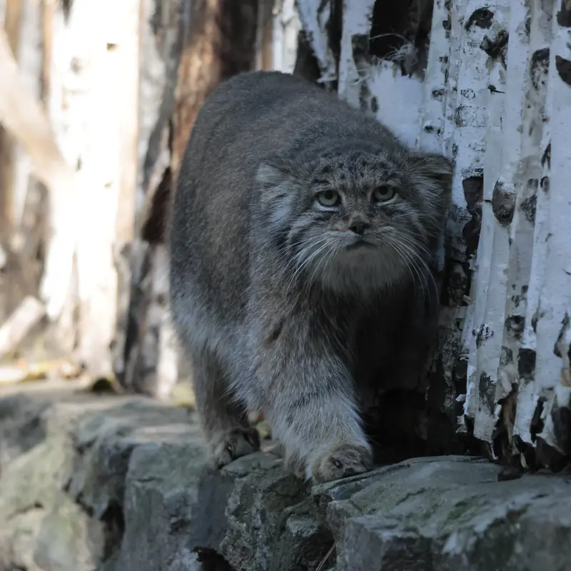ノヴォシビルスク動物園のミアの写真