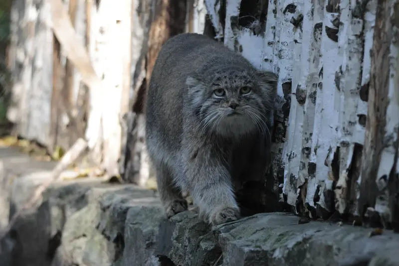 ノヴォシビルスク動物園のミアの写真