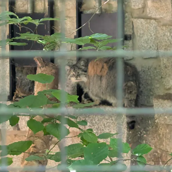 ケムニッツ動物園のペマの写真
