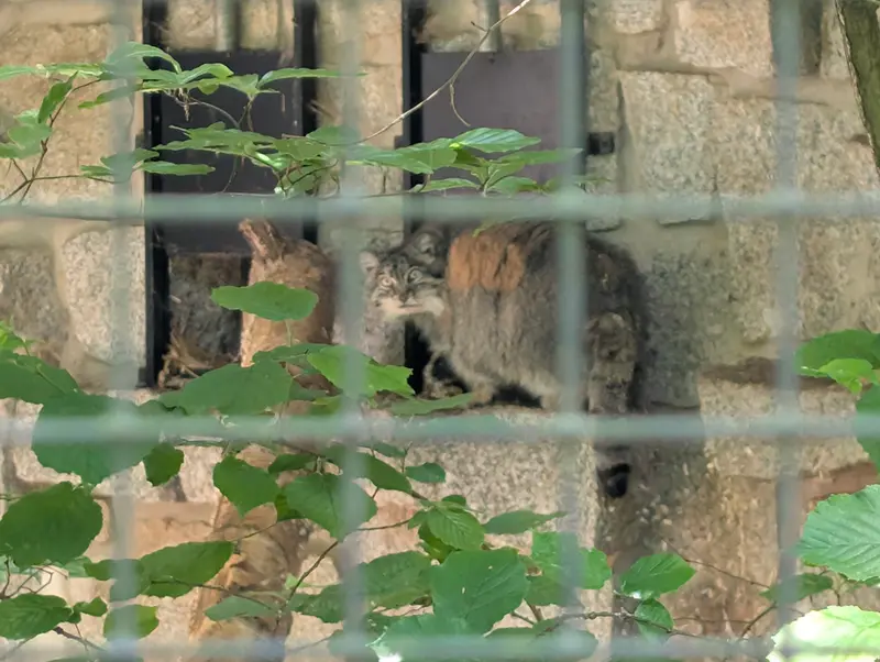 ケムニッツ動物園のペマの写真