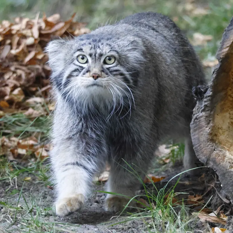 モスクワ動物園のティモフェイの写真