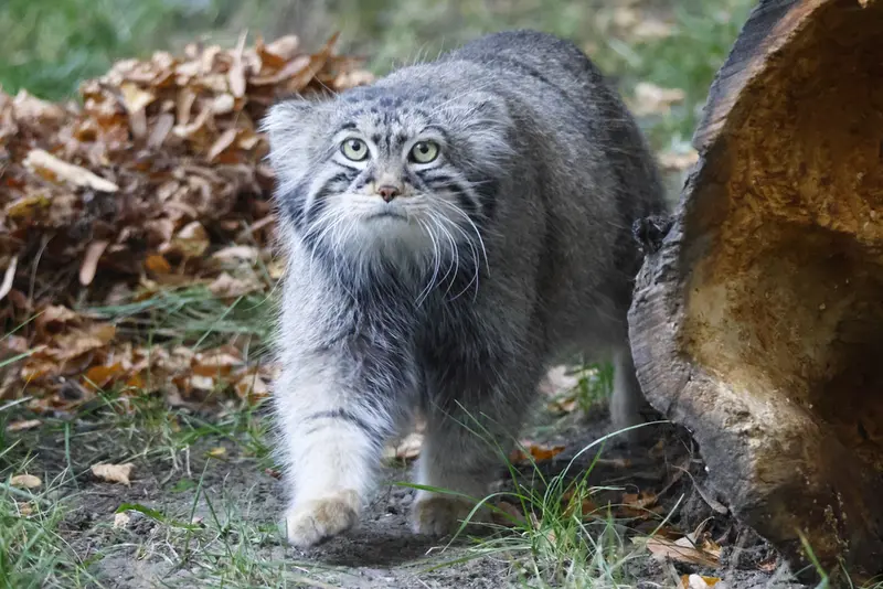 モスクワ動物園のティモフェイの写真