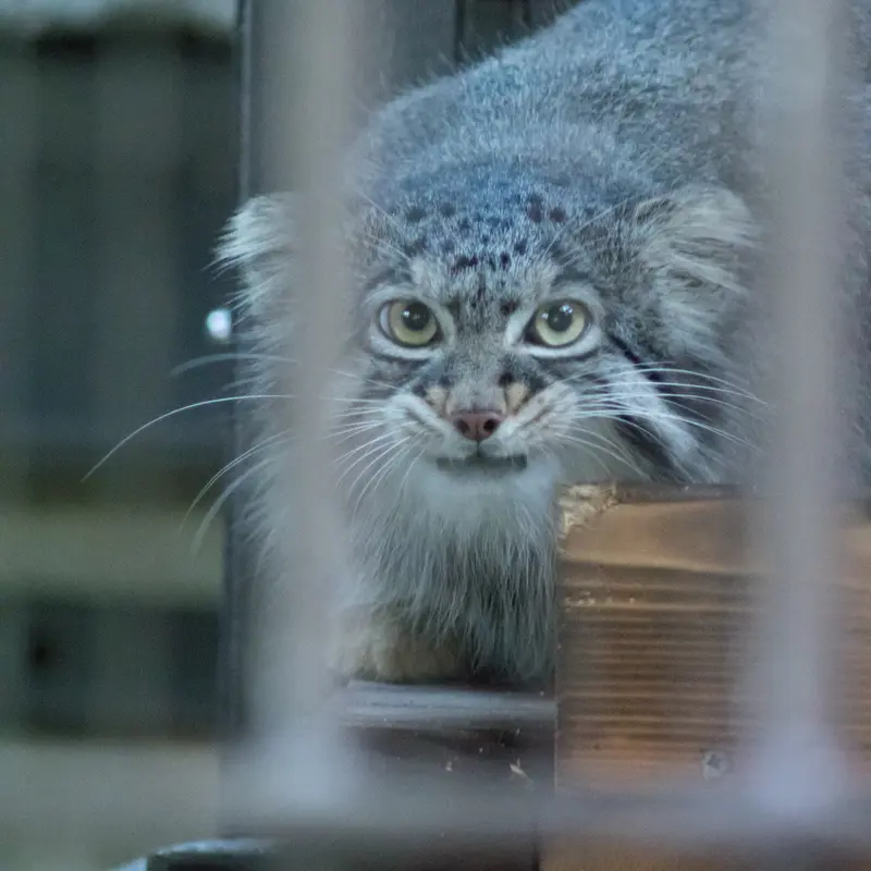 野毛山動物園のフィーガの写真