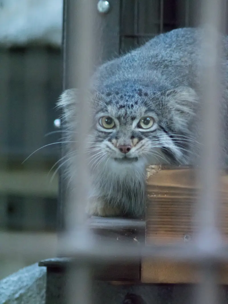 野毛山動物園のフィーガの写真