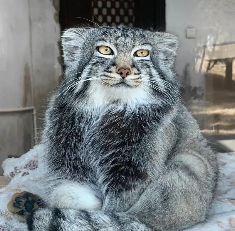 青海チベット高原野生動物園のスン・サンランの写真
