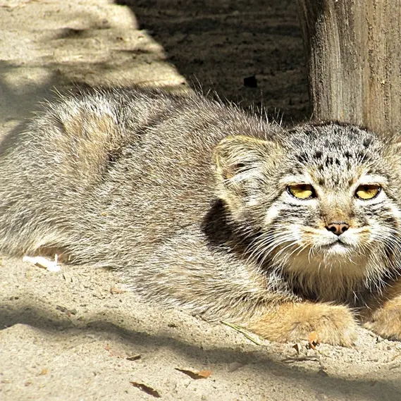 ノヴォシビルスク動物園のマヌルネコの写真