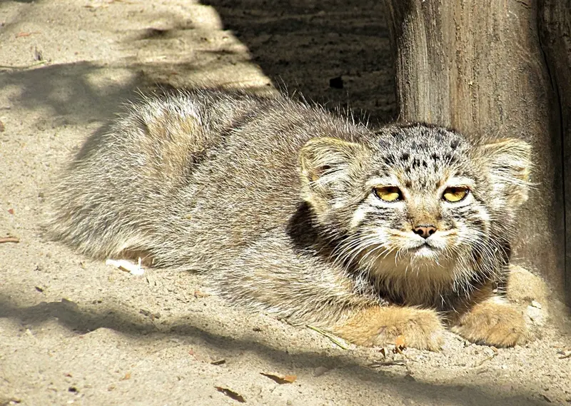 ノヴォシビルスク動物園のマヌルネコの写真