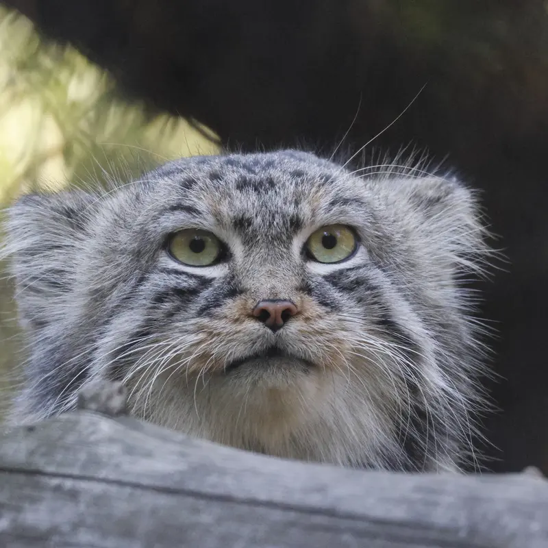 ノヴォシビルスク動物園のルフの写真