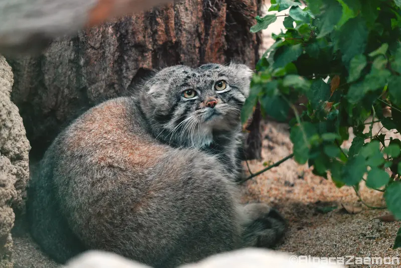 神戸どうぶつ王国のナルの写真