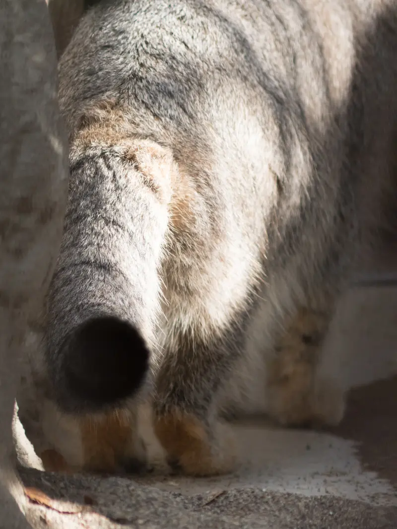 野毛山動物園のフィーガの写真