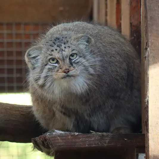 タリン動物園のアルタニの写真