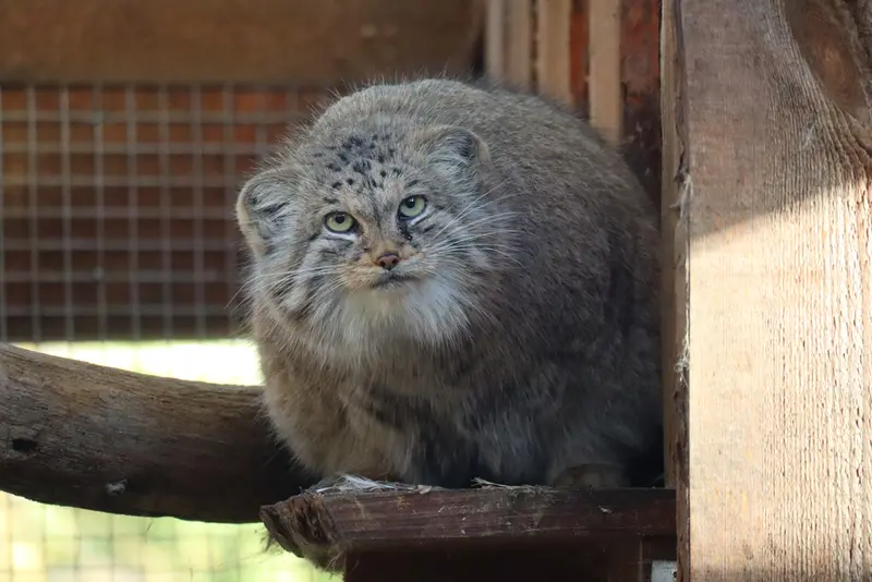タリン動物園のアルタニの写真