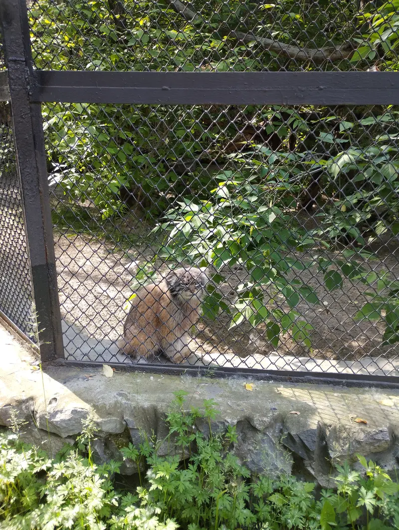 ノヴォシビルスク動物園のマヌルネコの写真