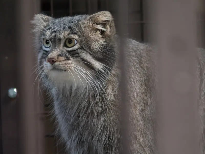 野毛山動物園のフィーガの写真