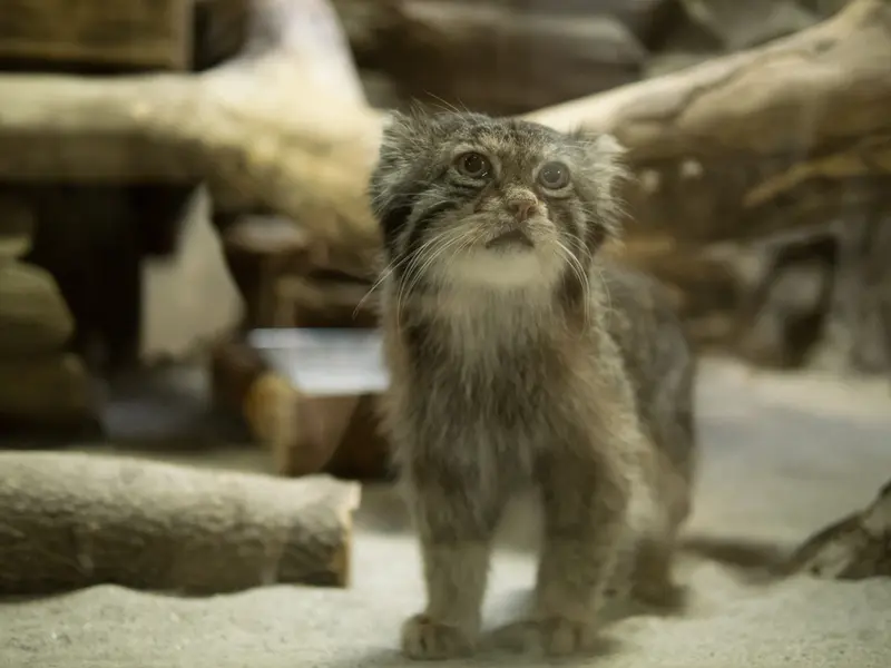 恩賜上野動物園のクリョンの写真