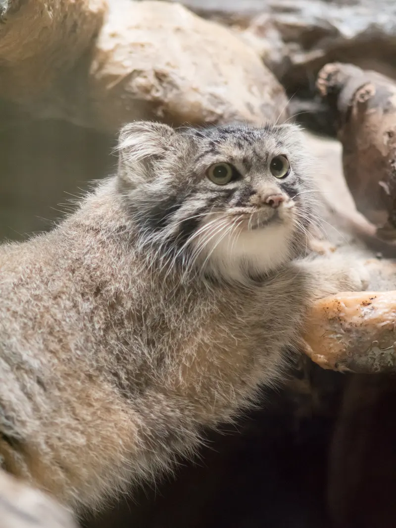 恩賜上野動物園のサフランの写真