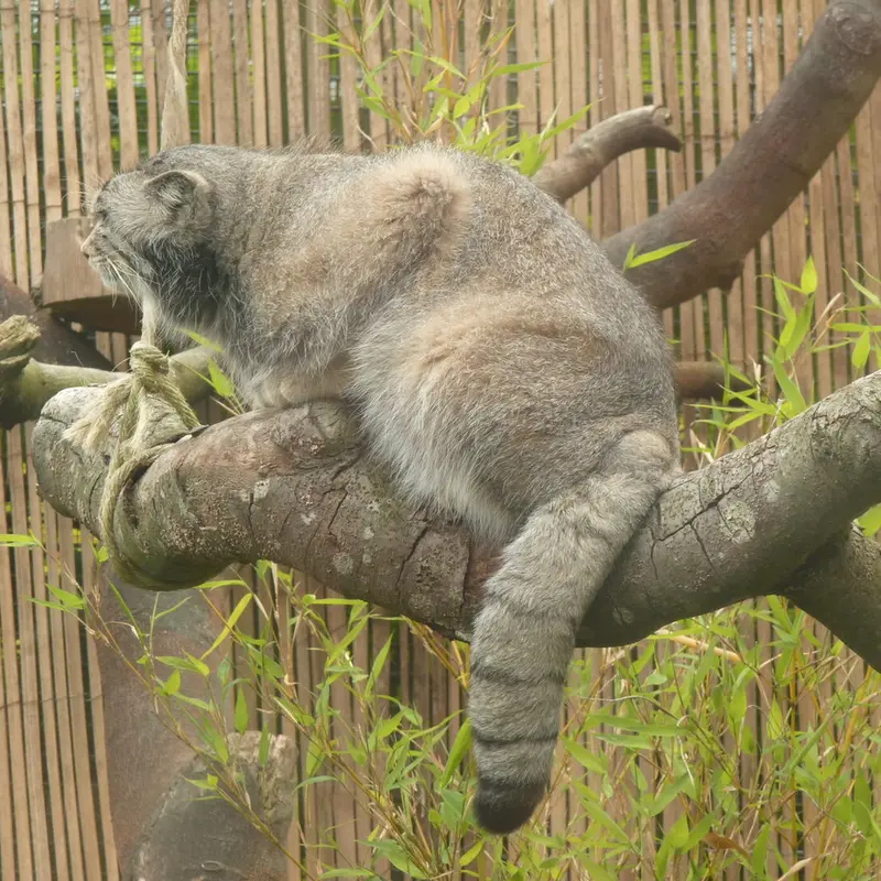 エディンバラ動物園のアキコの写真