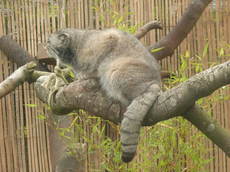 エディンバラ動物園のアキコの写真