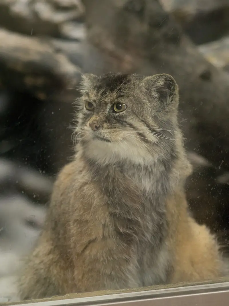 恩賜上野動物園のプリームラの写真