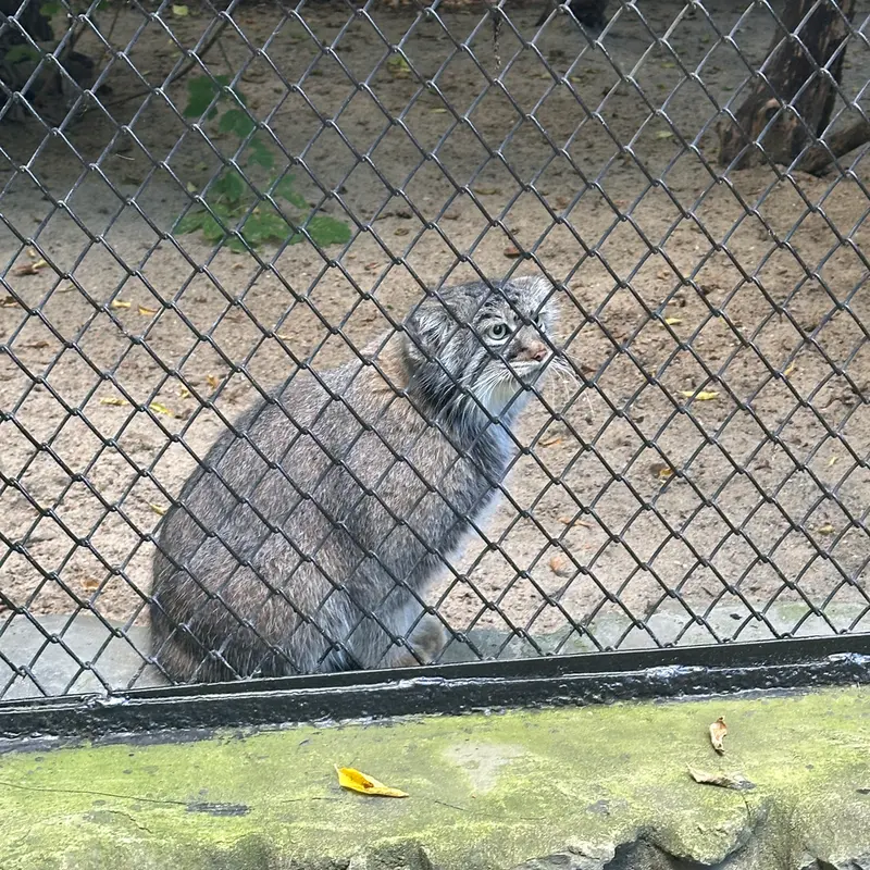 ノヴォシビルスク動物園のゾーシャの写真